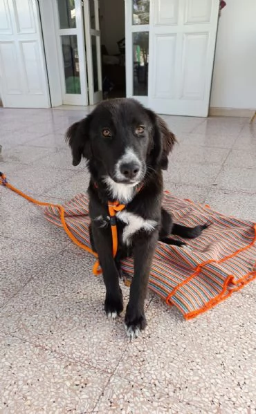 Ingrid cucciola 5 mesi mix Border | Foto 2