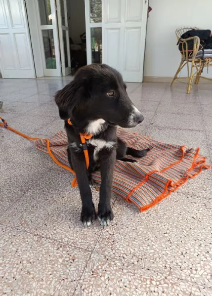 Ingrid cucciola 5 mesi mix Border | Foto 1