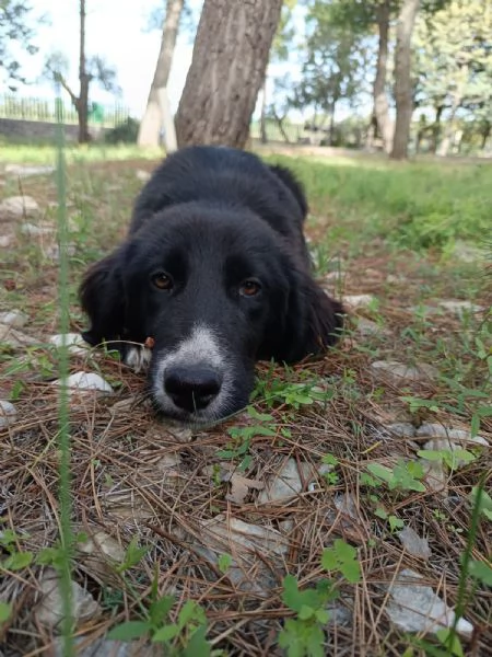 Ingrid cucciola 5 mesi mix Border | Foto 0