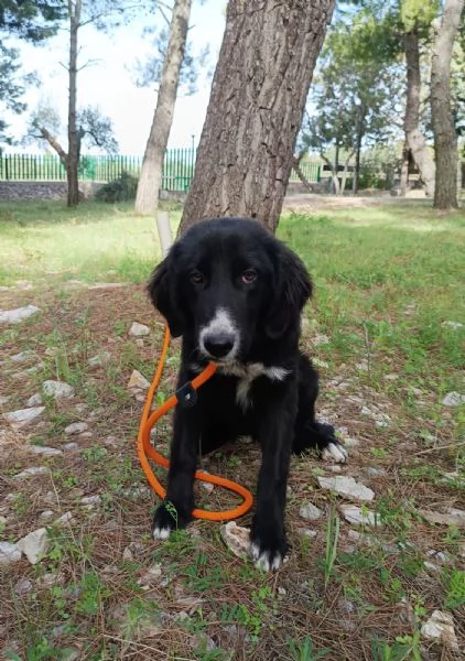 Cucciola da sogno  mesi taglia media | Foto 4