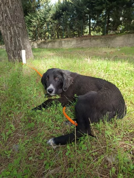 Cucciola da sogno  mesi taglia media | Foto 2