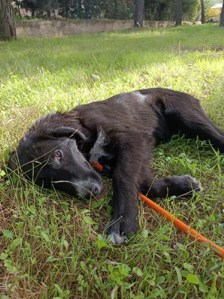 Cucciola da sogno  mesi taglia media