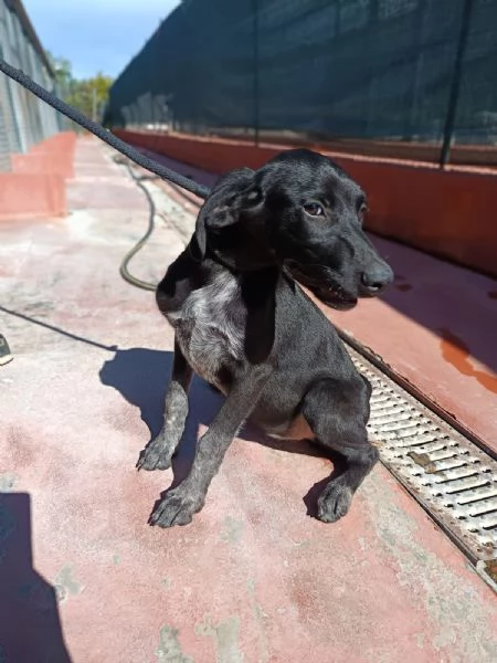 Cucciola mix segugio taglia media