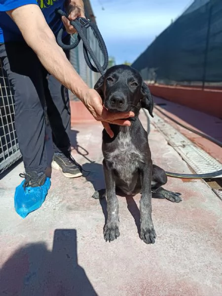 Cucciola mix segugio taglia media | Foto 4