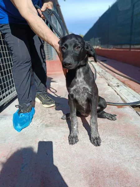 Cucciola mix segugio taglia media | Foto 2