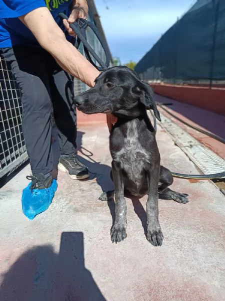 Cucciola mix segugio taglia media | Foto 1