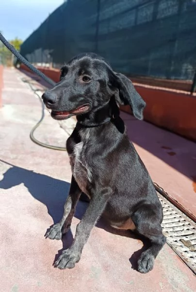 Cucciola mix segugio taglia media | Foto 0