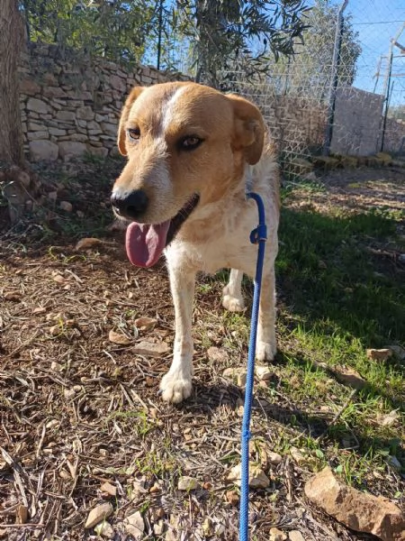 Maschietto dolce ed equilibrato 3 anni e mezzo  | Foto 3