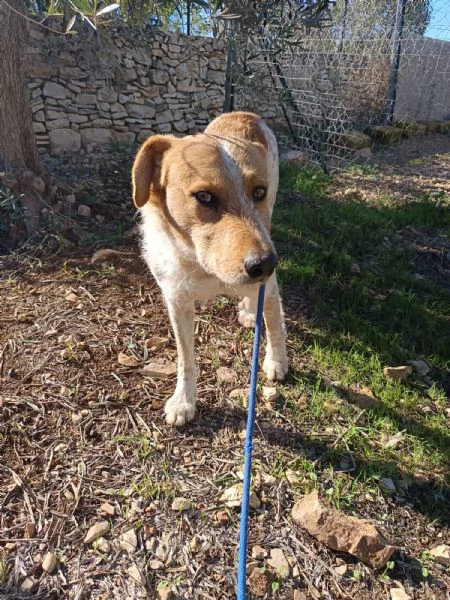 Maschietto dolce ed equilibrato 3 anni e mezzo  | Foto 2