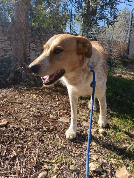 Maschietto dolce ed equilibrato 3 anni e mezzo  | Foto 1