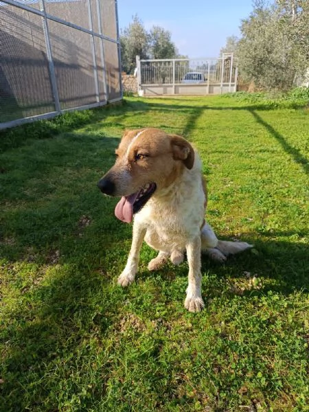 Maschietto dolce ed equilibrato 3 anni e mezzo  | Foto 0