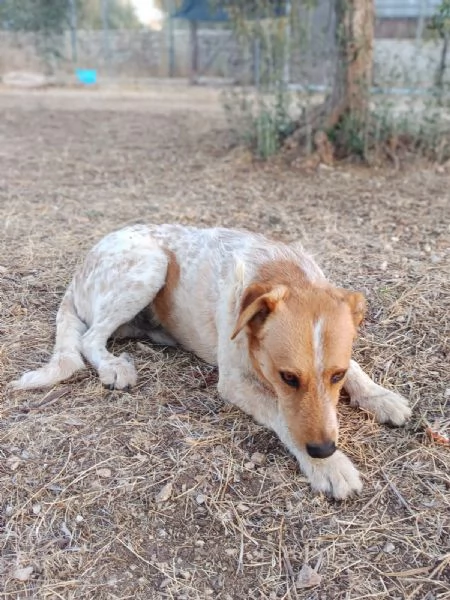 Dolce come un bacio Kiss giovane maschietto  | Foto 5