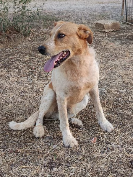 Dolce come un bacio Kiss giovane maschietto  | Foto 4