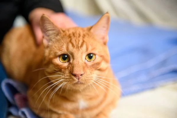 Vincent Van Miao 7 mesi | Foto 0