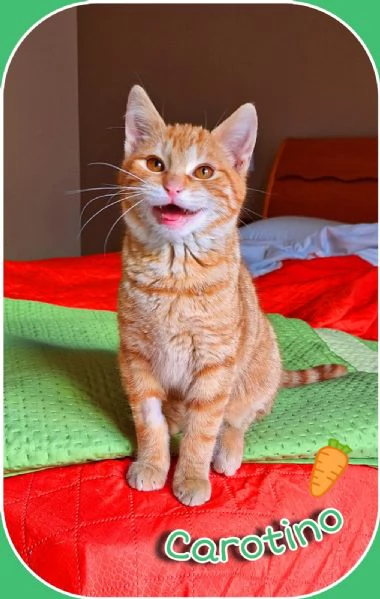 Carotino 7 mesi di tenerezza | Foto 3