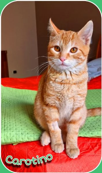 Carotino 7 mesi di tenerezza | Foto 2