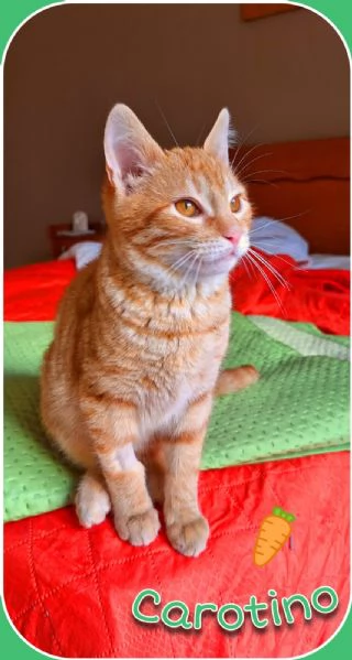 Carotino 7 mesi di tenerezza | Foto 1