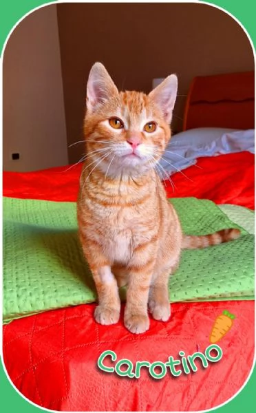 Carotino 7 mesi di tenerezza | Foto 0