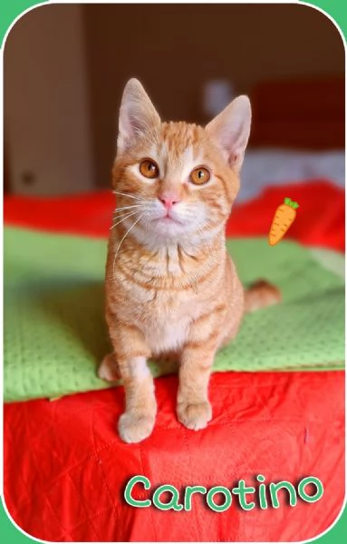 Carotino 7 mesi di tenerezza