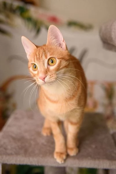 Zoe una perla rossa di otto mesi | Foto 1