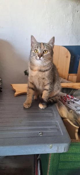 Mulagraven e Merida 4 mesi e super dolci | Foto 2