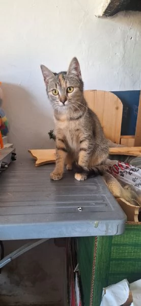 Mulagraven e Merida 4 mesi e super dolci | Foto 0