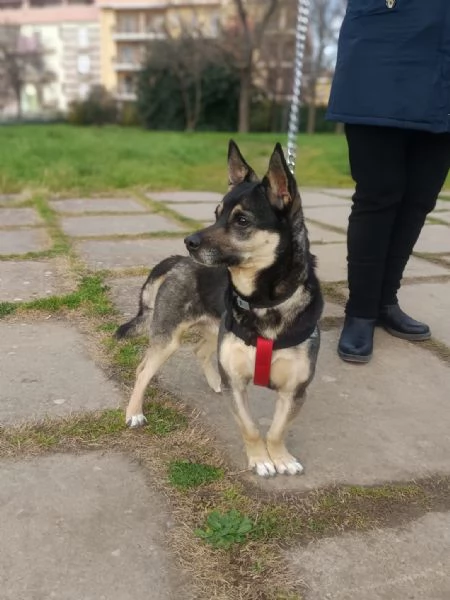 Spikie maschietto taglia contenuta | Foto 2