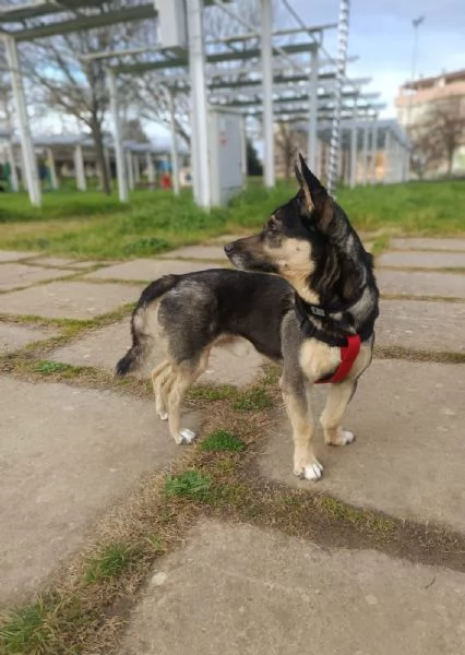 Spikie maschietto taglia contenuta | Foto 1