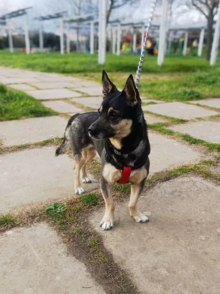 Spikie maschietto taglia contenuta | Foto 0