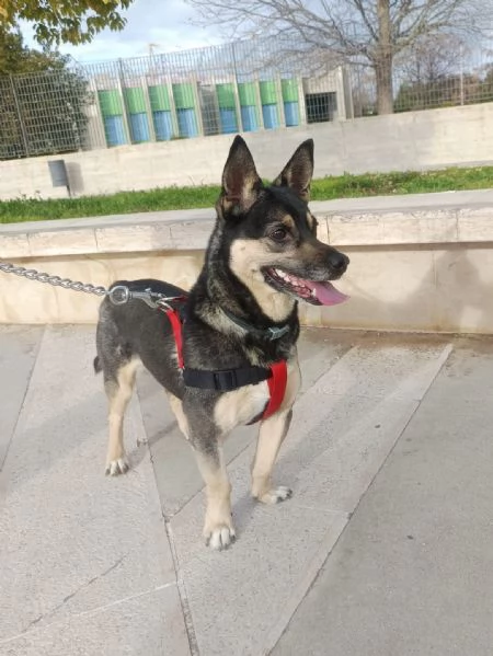 Giovane maschietto taglia medio piccola | Foto 2