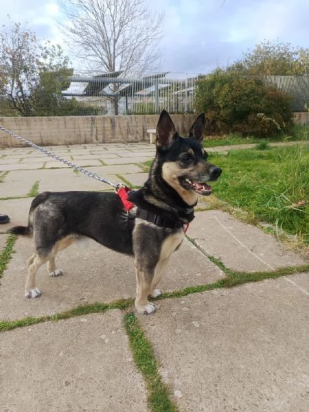 Giovane maschietto taglia medio piccola | Foto 1