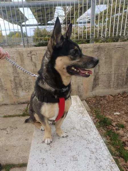 Giovane maschietto taglia medio piccola | Foto 0