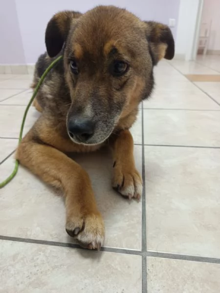 Pastorino dolcissimo taglia media