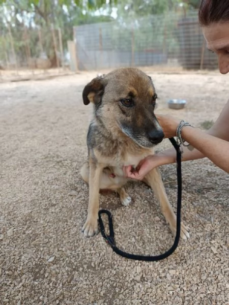 Pastorino dolcissimo taglia media | Foto 2