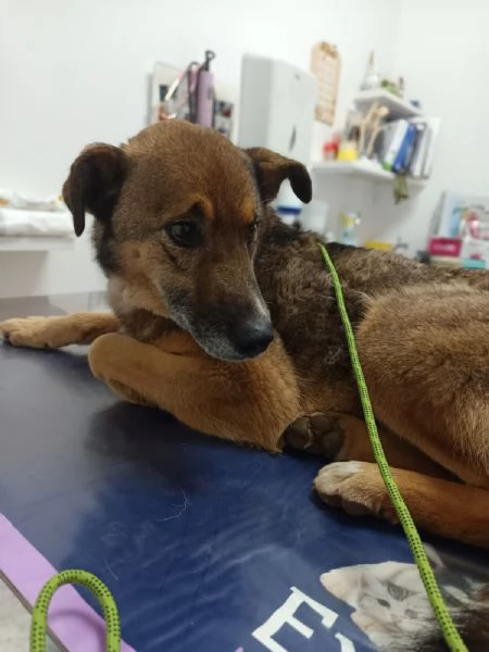 Pastorino dolcissimo taglia media | Foto 1