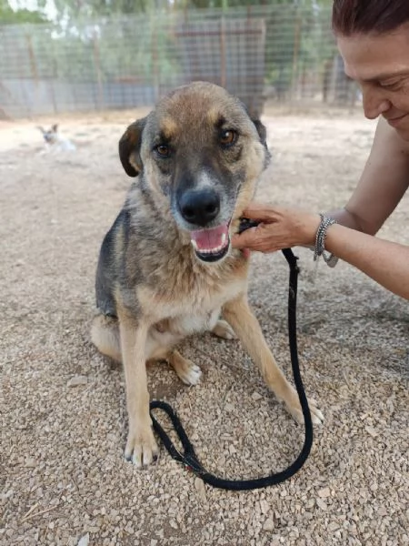 Pastorino dolcissimo taglia media | Foto 0