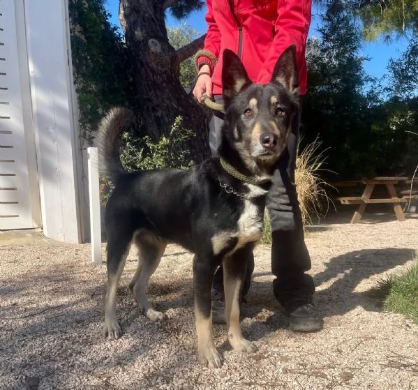 Giove simil pastore tedesco taglia media