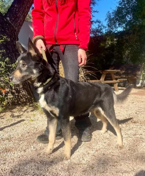 Giove simil pastore tedesco taglia media | Foto 0