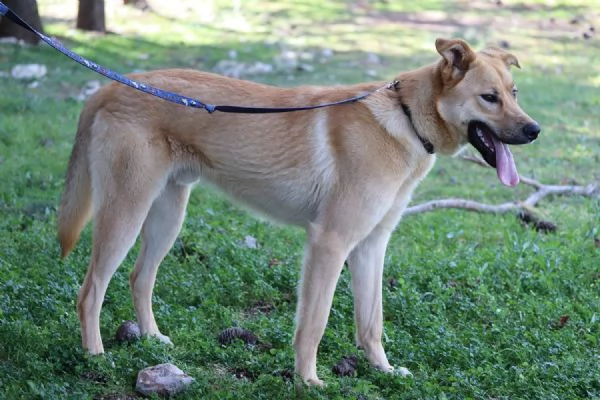 Mika mix pastore tedesco taglia grande | Foto 4