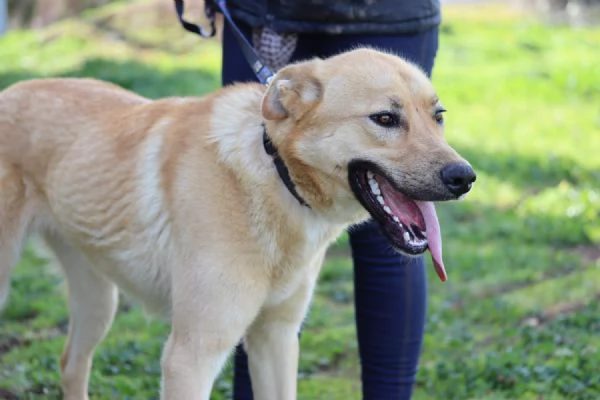 Mika mix pastore tedesco taglia grande | Foto 2