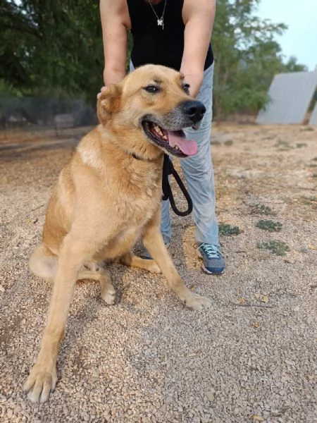 Mika mix pastore tedesco taglia grande | Foto 1