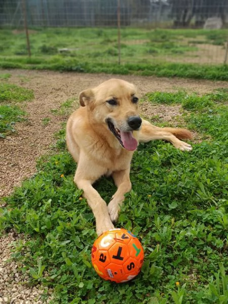 Mika mix pastore tedesco taglia grande