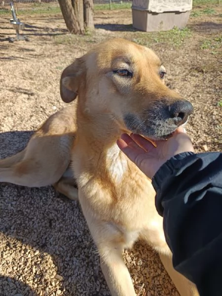 Mika mix pastore tedesco taglia grande | Foto 0