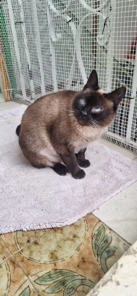 Blu siamesina dolce e serena