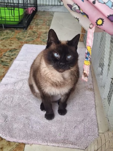 Blu siamesina dolce e serena | Foto 2