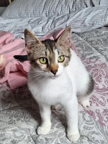 Piuma dolce micetta 6 mesi | Foto 3