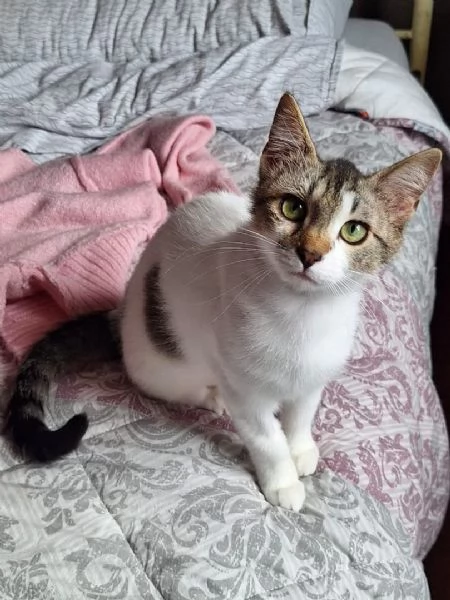 Piuma dolce micetta 6 mesi | Foto 2