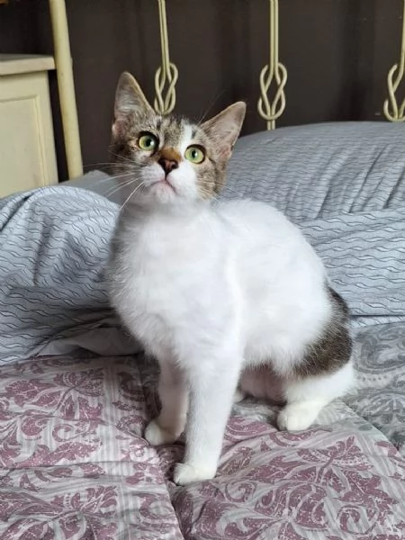 Piuma dolce micetta 6 mesi | Foto 1