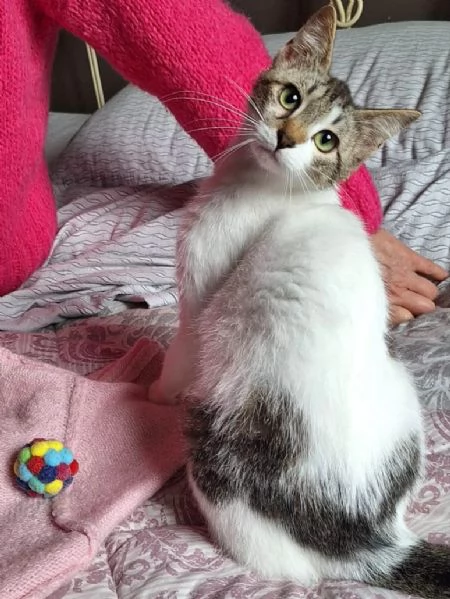 Piuma dolce micetta 6 mesi | Foto 0