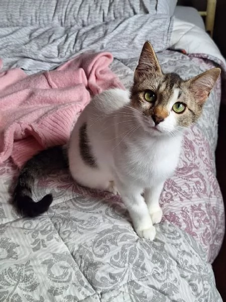 Piuma dolce micetta 6 mesi